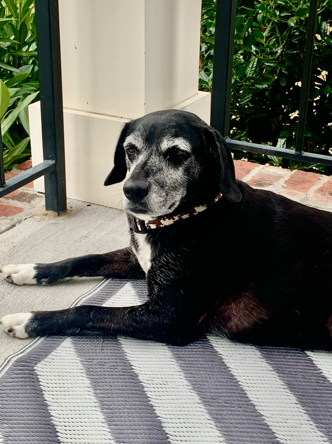 "Top 5 Crucial Signs Your Senior Dog Needs Joint Support"