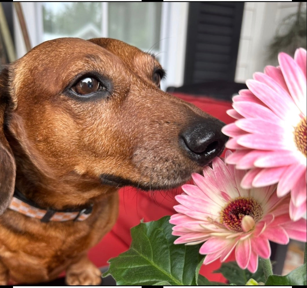 Mr. Weenie senior dachshund smelling daisies - BowWow Pet Care