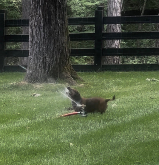 Mr. Weenie the dachshund playing in the sprinkler