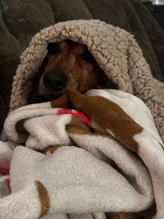 Mr. Weenie the dachshund snuggled and burrowed in a cozy blanket