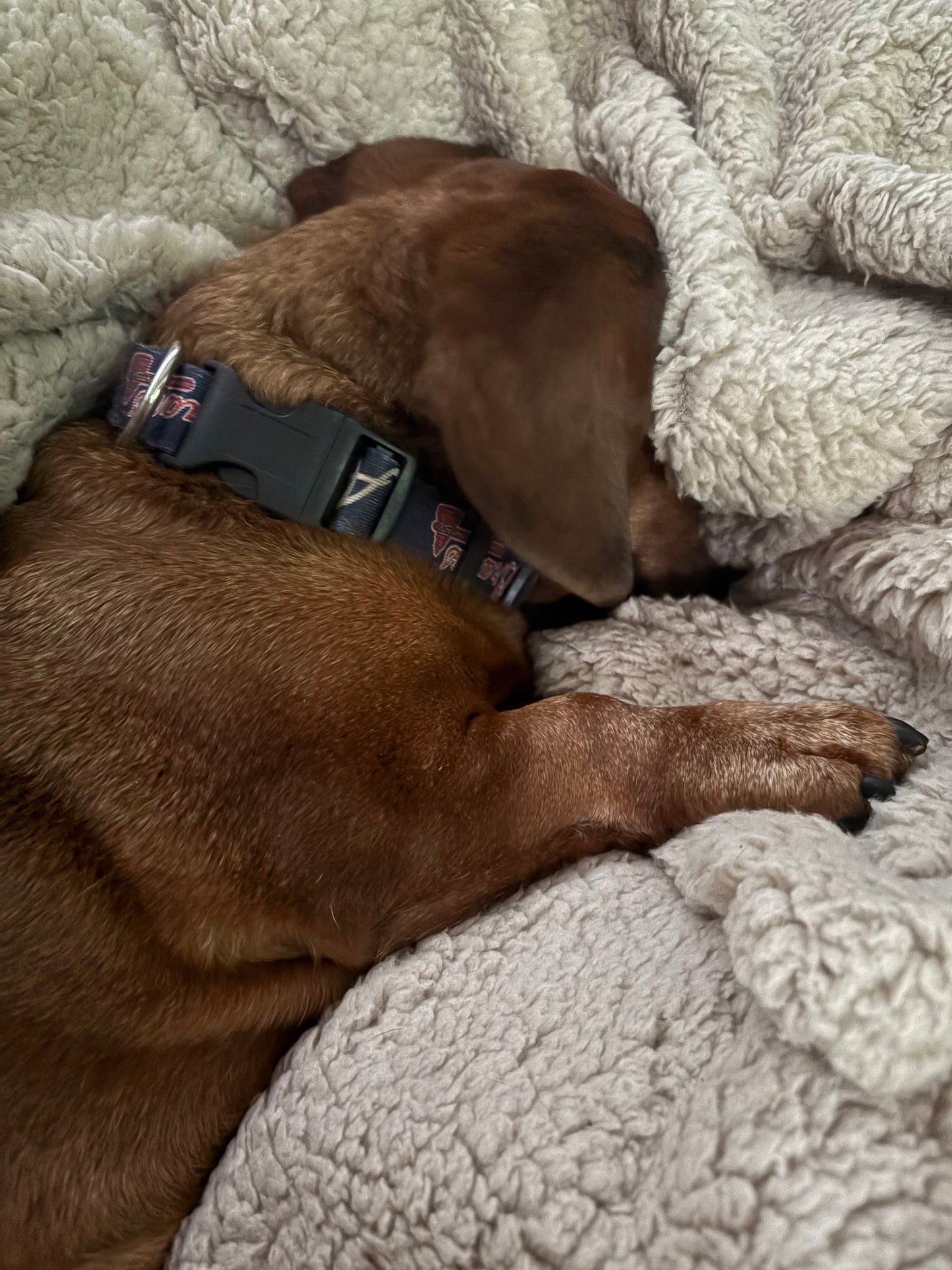 Mr. Weenie's Burrow Blanket | Small (29" x 40") — Taupe Waterproof Faux Fur Pet Blanket