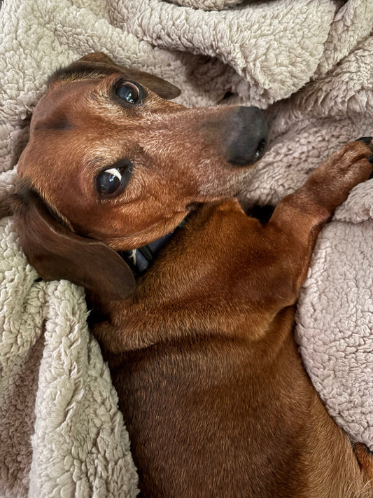 Mr. Weenie's Burrow Blanket | Small (29" x 40") — Taupe Waterproof Faux Fur Pet Blanket
