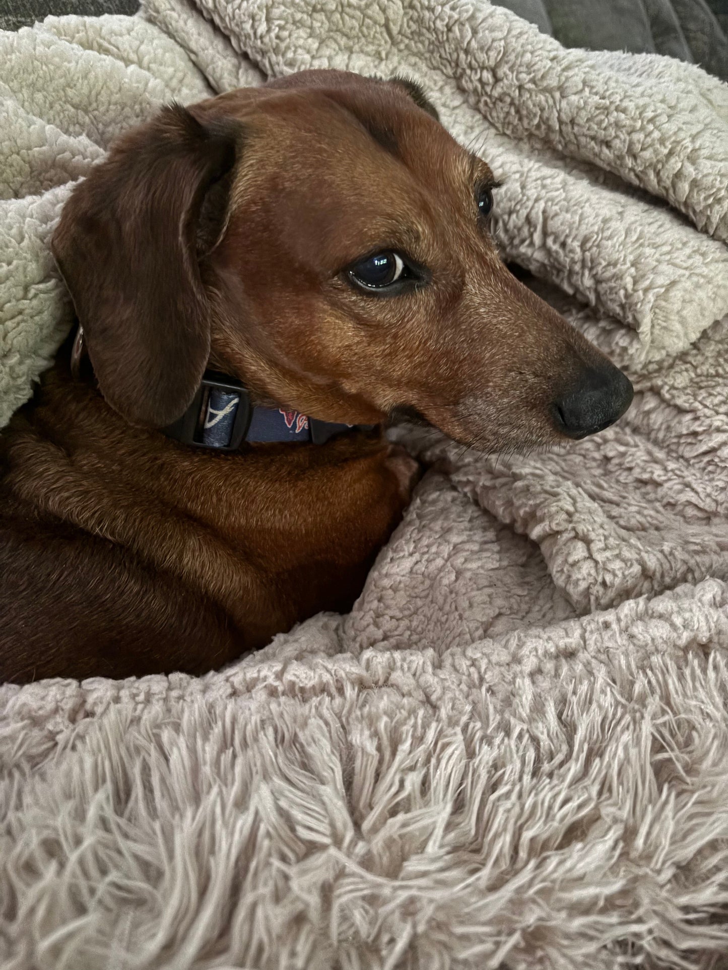 Mr. Weenie's Burrow Blanket | Small (29" x 40") — Taupe Waterproof Faux Fur Pet Blanket