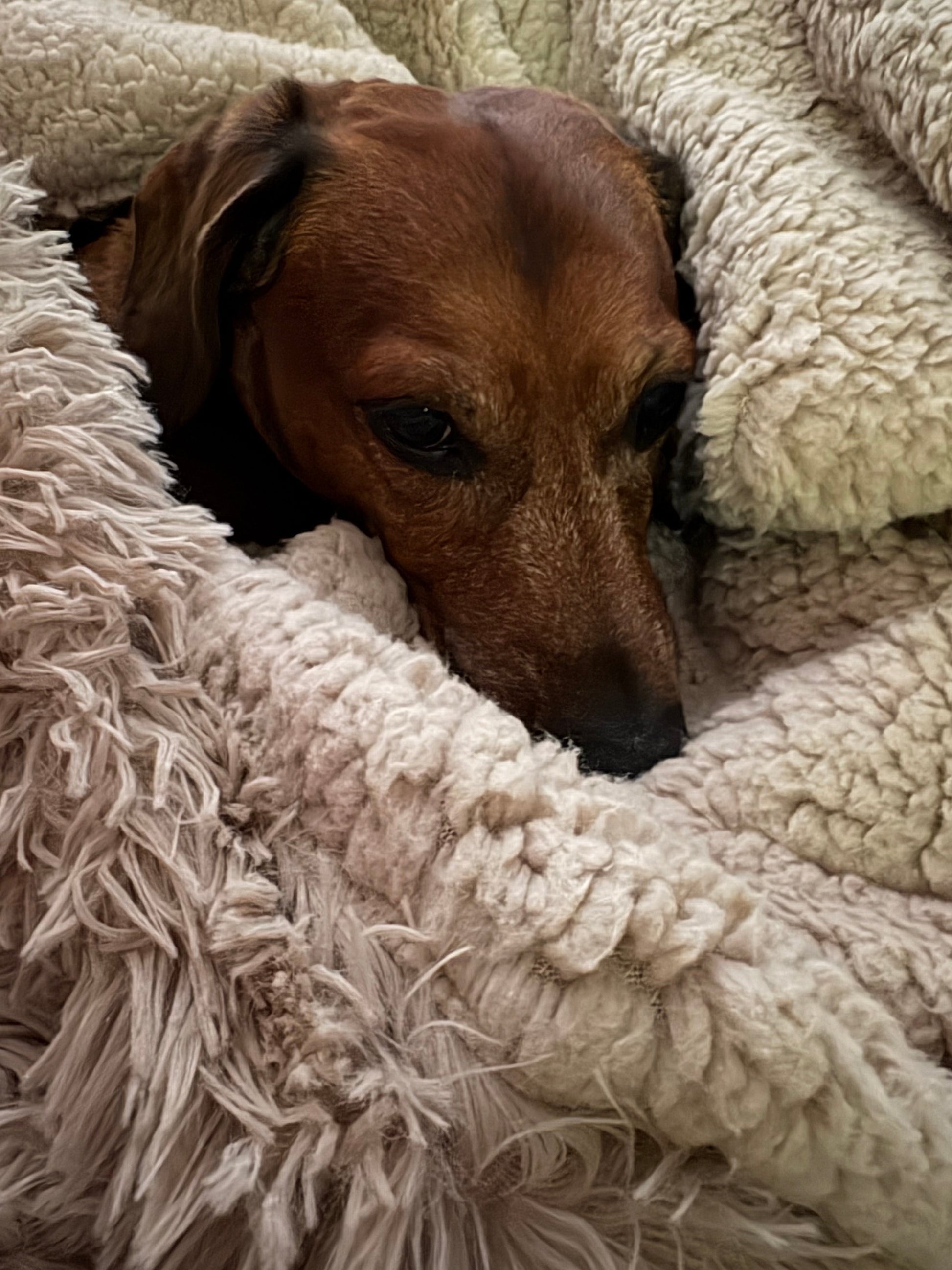 Dog peeking out from behind a fluffy beige blanket