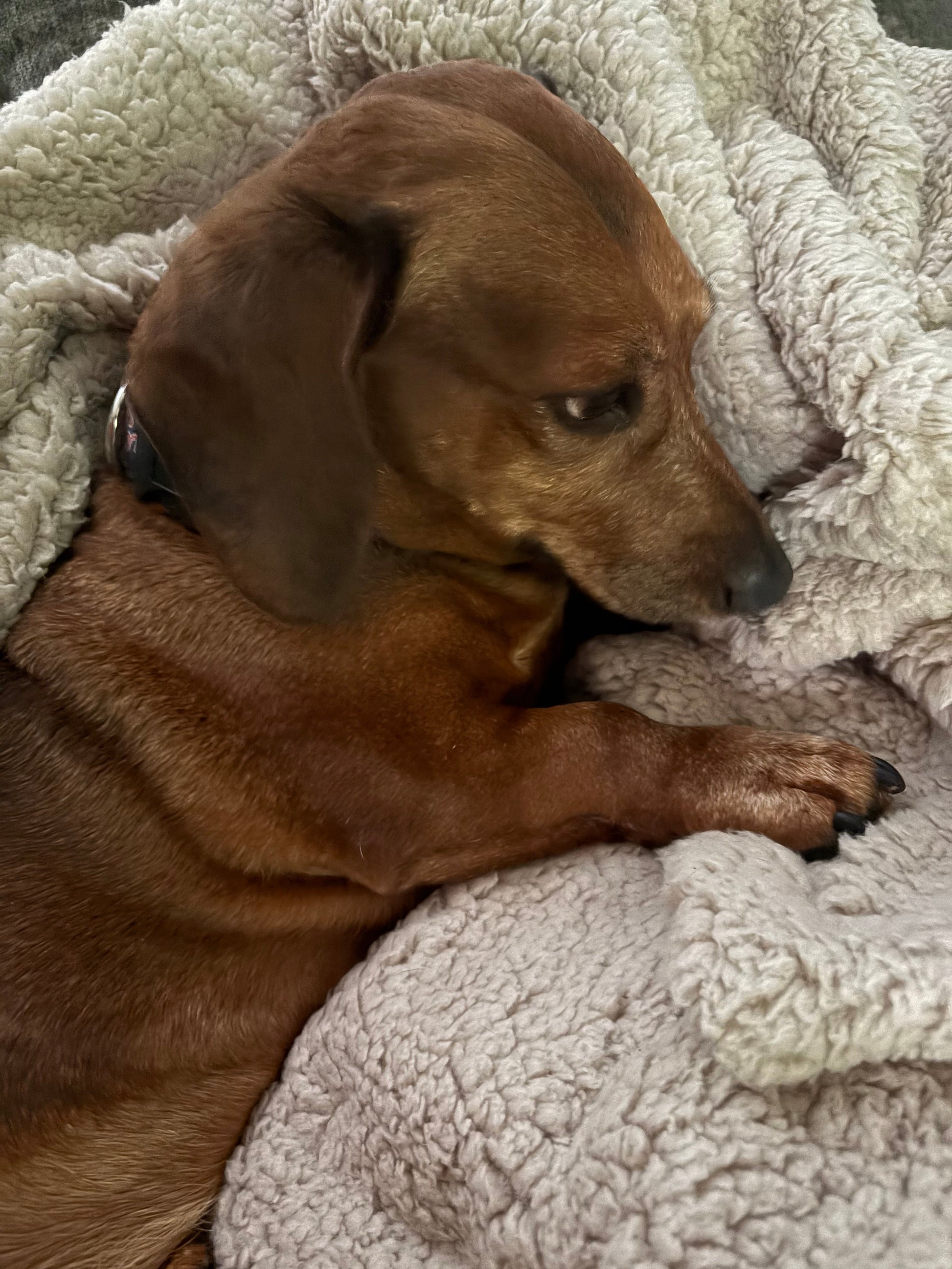 Brown dog lying on a fluffy white blanket